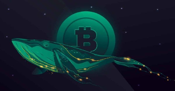 BTC, ETH, SHIB Whales Go on Rampage With Mega Transaction Rallies