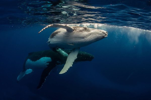 On-chain Data is Here: What Trades Are Whales Making Ahead of Possible Approval of Bitcoin Spot ETFs? On-chain Data is Here: What Trades Are Whales Making Ahead of Possible Approval of Bitcoin Spot ETFs?