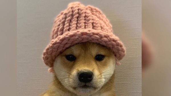 Apparent 'Insiders&rsquo; Make Millions After Grabbing Ethereum Version of Dogwifhat